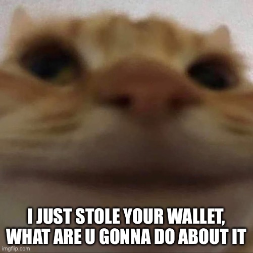 Catto | I JUST STOLE YOUR WALLET, WHAT ARE U GONNA DO ABOUT IT | image tagged in cat | made w/ Imgflip meme maker