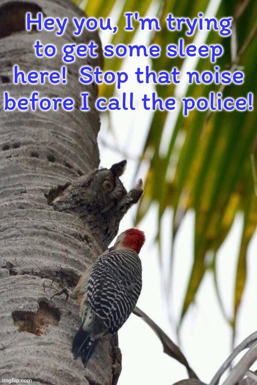 Graveyard shift. | Hey you, I'm trying to get some sleep here!  Stop that noise before I call the police! | image tagged in owl in tree glares at woodpecker,funny animals,whomst has awakened the ancient one | made w/ Imgflip meme maker