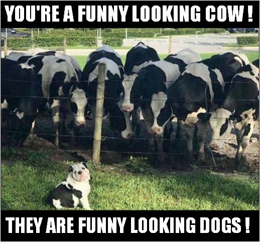 Identity Confusion ! | YOU'RE A FUNNY LOOKING COW ! THEY ARE FUNNY LOOKING DOGS ! | image tagged in dogs,cows,identity,confusion | made w/ Imgflip meme maker