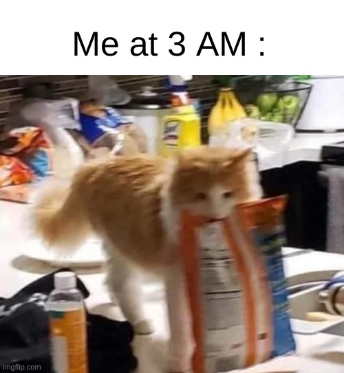 Me at 3 AM | Me at 3 AM : | image tagged in cats | made w/ Imgflip meme maker