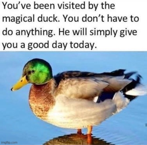 :) | image tagged in ducks | made w/ Imgflip meme maker
