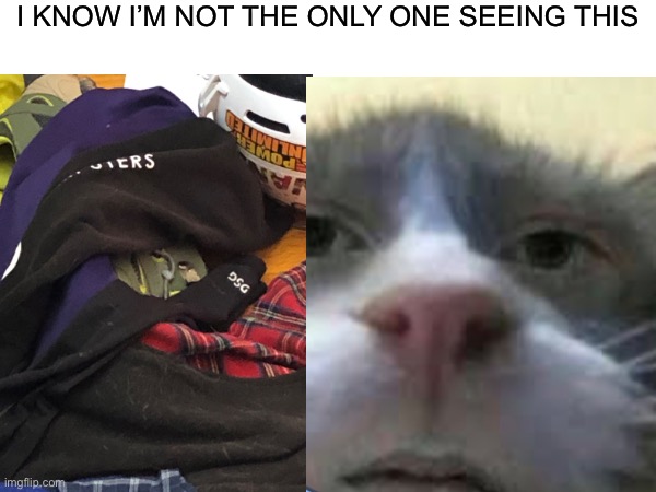 You have to see it too | I KNOW I’M NOT THE ONLY ONE SEEING THIS | image tagged in cat,human cat,shoe,cant unsee | made w/ Imgflip meme maker