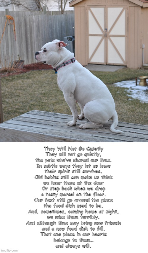 Lady Dog | They Will Not Go Quietly
They will not go quietly,
the pets who’ve shared our lives.
In subtle ways they let us know
their spirit still survives.
Old habits still can make us think
we hear them at the door
Or step back when we drop
a tasty morsel on the floor.
Our feet still go around the place
the food dish used to be,
And, sometimes, coming home at night,
we miss them terribly.
And although time may bring new friends
and a new food dish to fill,
That one place in our hearts
belongs to them…
and always will. | made w/ Imgflip meme maker