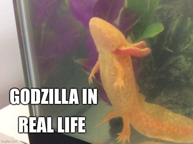 Godzilla!!!! | GODZILLA IN; REAL LIFE | image tagged in axolotl | made w/ Imgflip meme maker