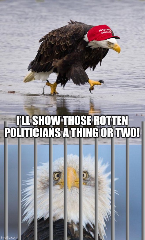 I’LL SHOW THOSE ROTTEN POLITICIANS A THING OR TWO! | image tagged in angry eagle,overworked eagle | made w/ Imgflip meme maker