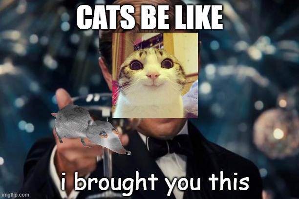 cats be like | CATS BE LIKE; i brought you this | image tagged in memes,leonardo dicaprio cheers,cats | made w/ Imgflip meme maker
