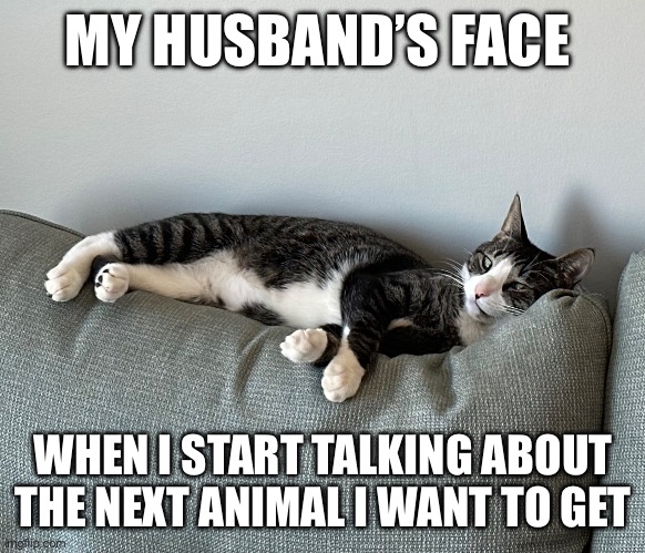 Major Side Eye | MY HUSBAND’S FACE; WHEN I START TALKING ABOUT THE NEXT ANIMAL I WANT TO GET | image tagged in judging you | made w/ Imgflip meme maker