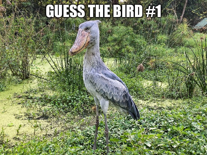 Hint: They are a type of Stork | GUESS THE BIRD #1 | made w/ Imgflip meme maker