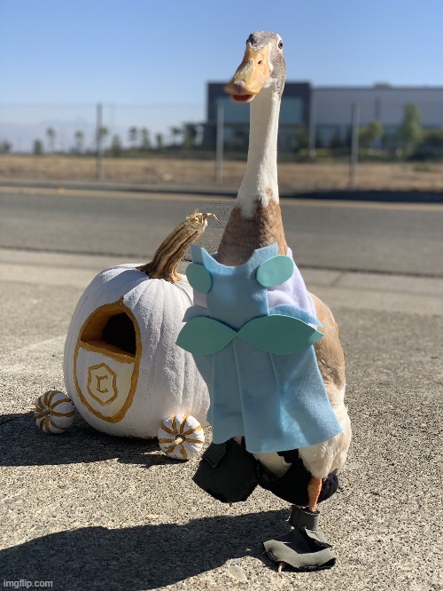 “Well, there’s one thing— they can’t order me to stop dreaming.”- Cinderella | image tagged in cosplay,ducks,quack,cinderella,memes,funny | made w/ Imgflip meme maker