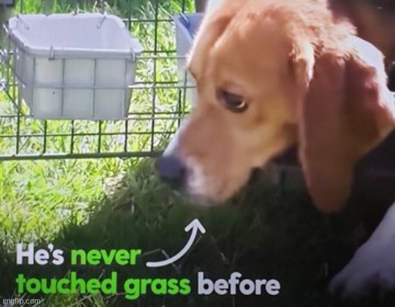 He's never touched grass before | image tagged in he's never touched grass before | made w/ Imgflip meme maker