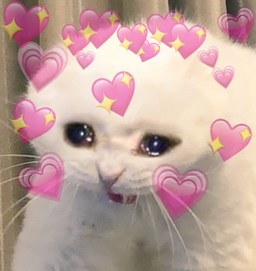 High Quality Loving & Crying Cat Blank Meme Template