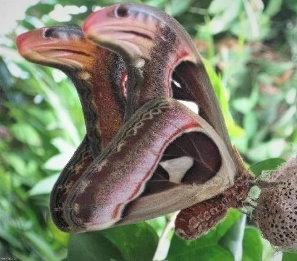 Snake | made w/ Imgflip meme maker