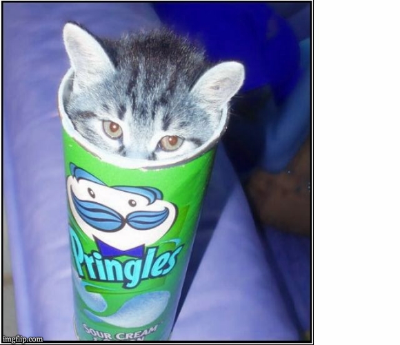 Cat pringles  | image tagged in cat pringles | made w/ Imgflip meme maker