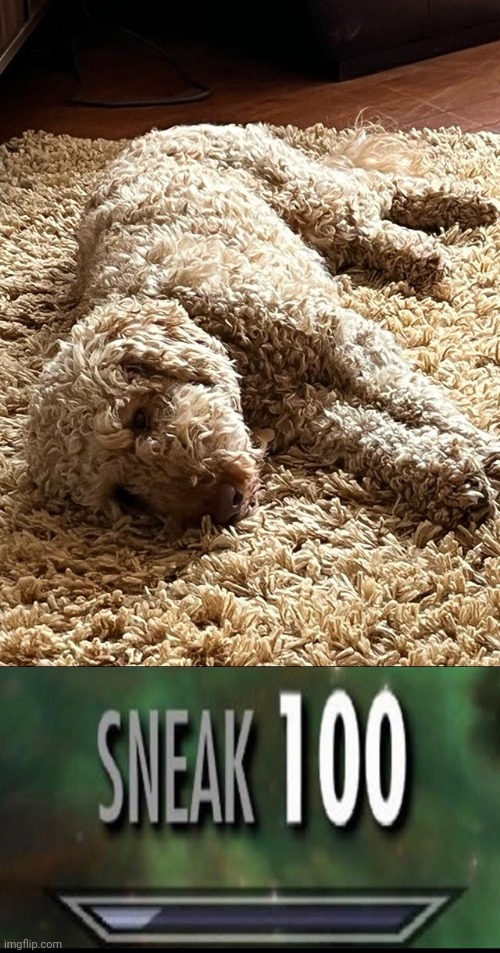 Dog rug camouflage | image tagged in sneak 100,dog,rug,camouflage,memes,dogs | made w/ Imgflip meme maker