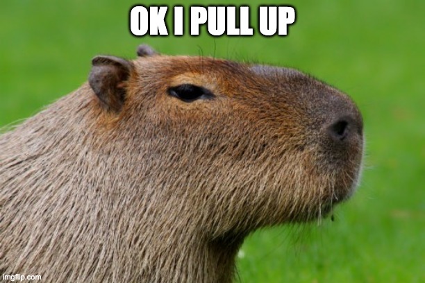 Anonymous Capybara | OK I PULL UP | image tagged in anonymous capybara | made w/ Imgflip meme maker