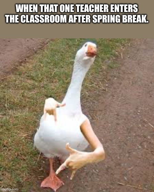 Was sup duck |  WHEN THAT ONE TEACHER ENTERS THE CLASSROOM AFTER SPRING BREAK. | image tagged in school,funny,duck | made w/ Imgflip meme maker