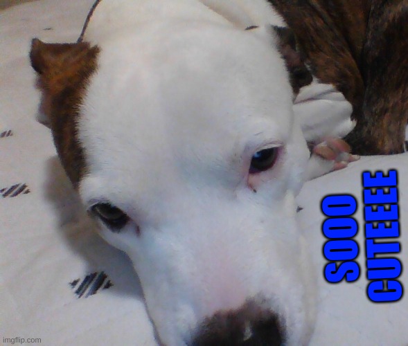 bella my dog | SOOO CUTEEEE | image tagged in cute dogs,doge,dogs,dog | made w/ Imgflip meme maker