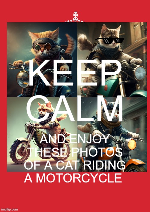 motorcycle cat | KEEP CALM; AND ENJOY THESE PHOTOS OF A CAT RIDING A MOTORCYCLE | image tagged in cat,motorcycle,keep calm and carry on,funny,meme,cats are better than dogs you guys are all wrong | made w/ Imgflip meme maker