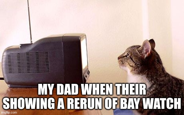 he be like | MY DAD WHEN THEIR SHOWING A RERUN OF BAY WATCH | image tagged in cat watching tv,dad,baywatch | made w/ Imgflip meme maker