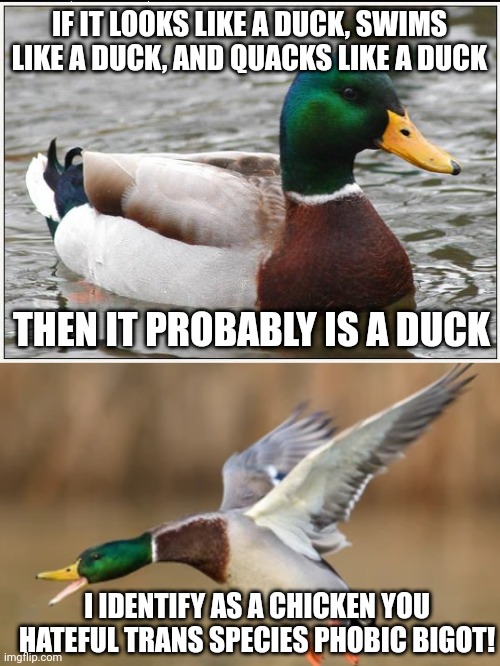 Trans mallard rages over duck test | IF IT LOOKS LIKE A DUCK, SWIMS LIKE A DUCK, AND QUACKS LIKE A DUCK; THEN IT PROBABLY IS A DUCK; I IDENTIFY AS A CHICKEN YOU HATEFUL TRANS SPECIES PHOBIC BIGOT! | image tagged in memes,actual advice mallard,lgbtq,humor,sjws | made w/ Imgflip meme maker