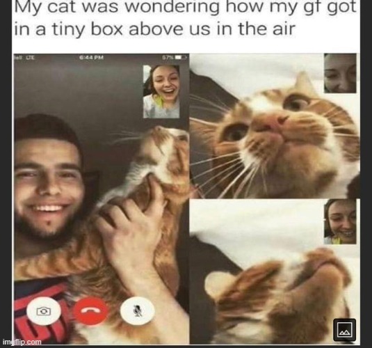 image tagged in wholesome,wholesome content,cats,cute,memes,funny | made w/ Imgflip meme maker