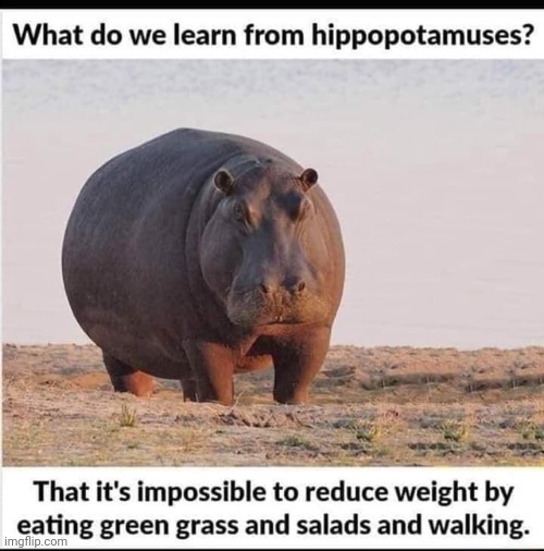 image tagged in hippopotamus | made w/ Imgflip meme maker