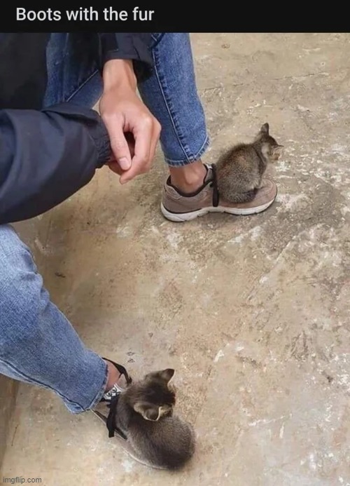 I need to find these | image tagged in memes,funny,wholesome | made w/ Imgflip meme maker