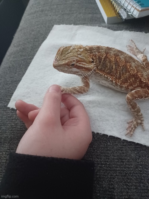 Held my beardie's hand <3 | image tagged in cute,wholesome,bearded dragon,lizard,reptile,adorable | made w/ Imgflip meme maker