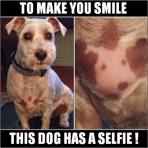 Pattern | TO MAKE YOU SMILE; THIS DOG HAS A SELFIE ! | image tagged in dogs,pattern,selfie | made w/ Imgflip meme maker