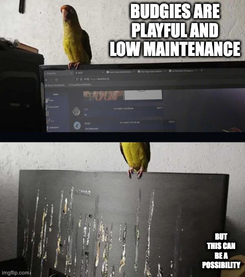 Bird Poop on a Desktop Screen | BUDGIES ARE PLAYFUL AND LOW MAINTENANCE; BUT THIS CAN BE A POSSIBILITY | image tagged in computer,bird,memes | made w/ Imgflip meme maker