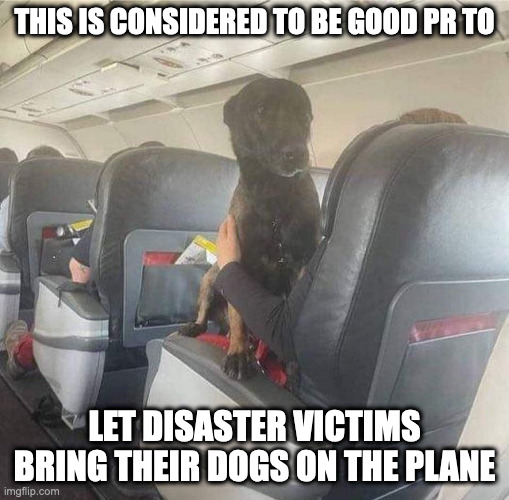 Dog On Plane | THIS IS CONSIDERED TO BE GOOD PR TO; LET DISASTER VICTIMS BRING THEIR DOGS ON THE PLANE | image tagged in airplane,dogs,memes | made w/ Imgflip meme maker