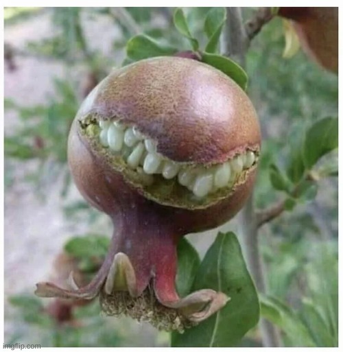 Cursed pomegranate | image tagged in cursed,cursed image,pomegranate | made w/ Imgflip meme maker