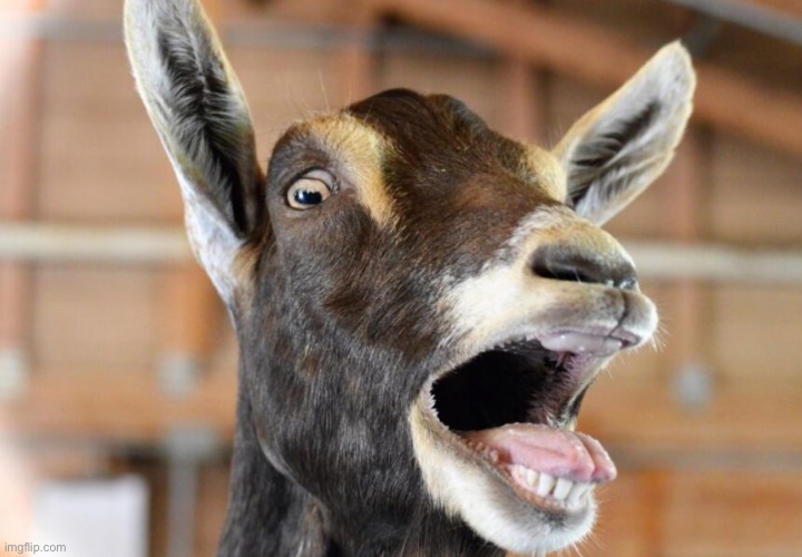 Goat scream | image tagged in goat scream | made w/ Imgflip meme maker