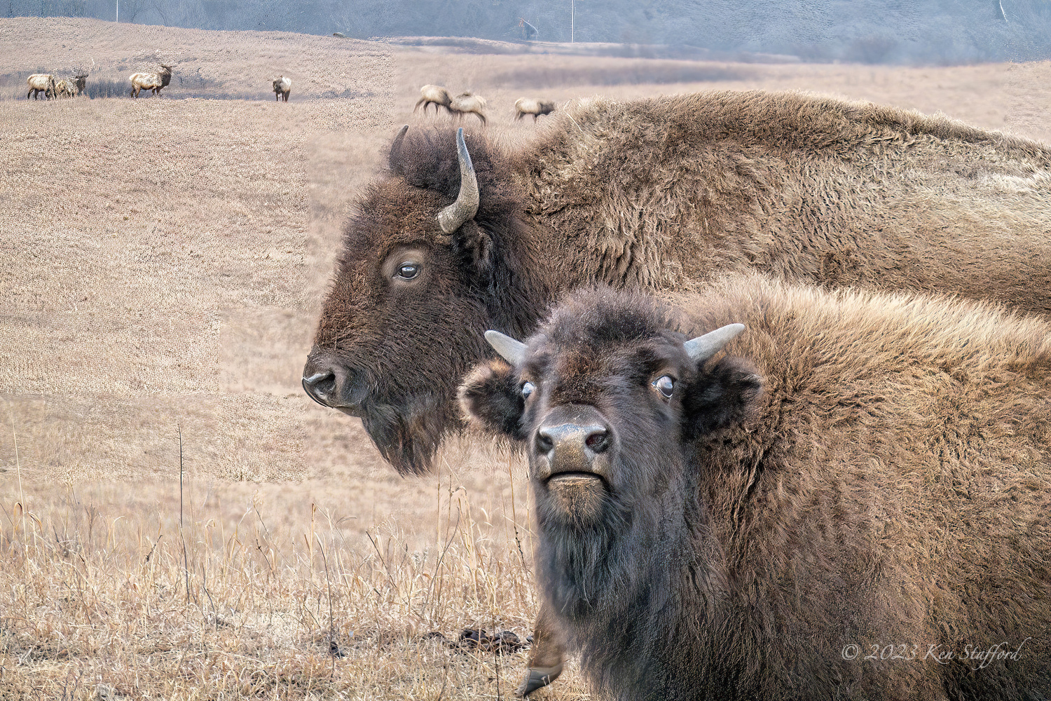 Young Bison Stare Blank Meme Template