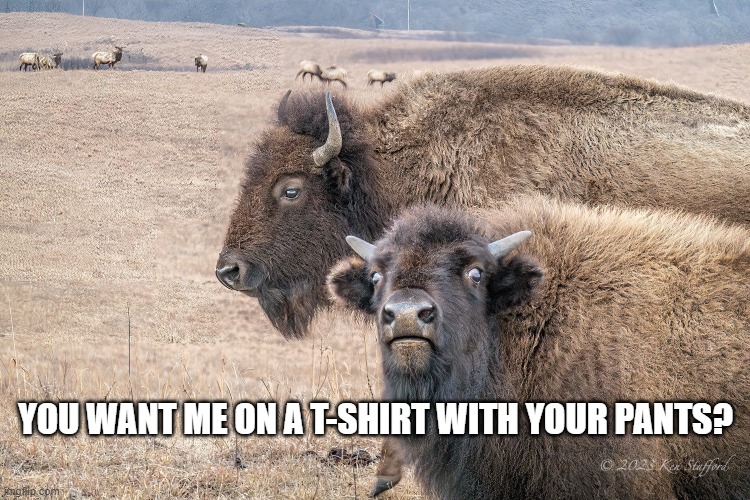 Bison Pants II: You Want Me On A T-Shirt With Your Pants? | YOU WANT ME ON A T-SHIRT WITH YOUR PANTS? | image tagged in young bison stare,bison | made w/ Imgflip meme maker
