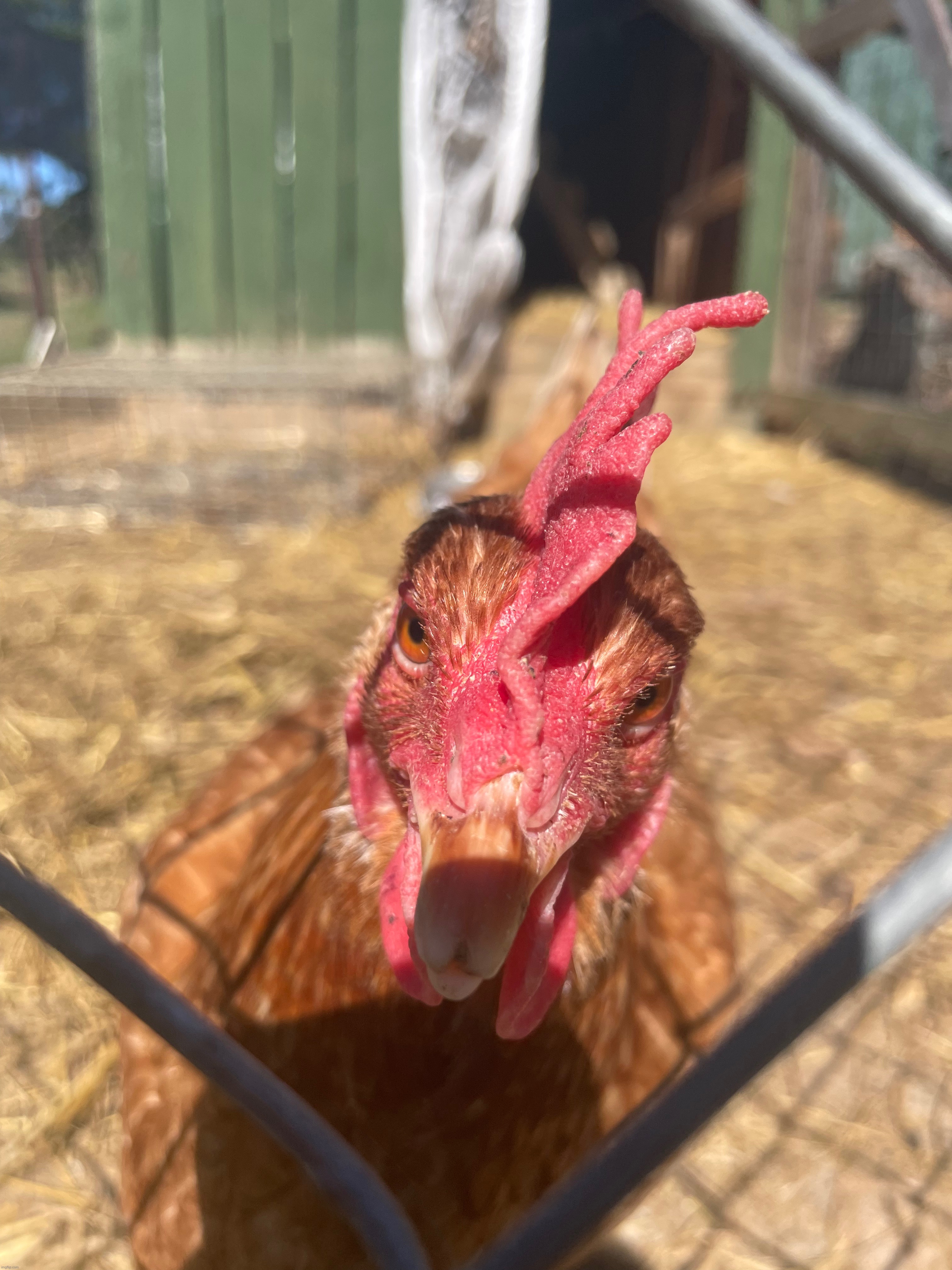 This is a photo of one of my other hens. Isn’t she cute | image tagged in chicken,cock,photography,photos | made w/ Imgflip meme maker