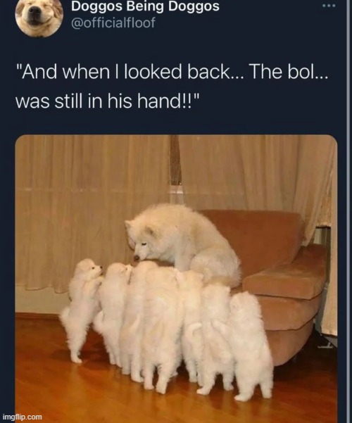 noo the bol | image tagged in wholesome,memes,funny | made w/ Imgflip meme maker