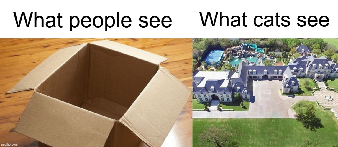 I'm more of a dog person | What people see; What cats see | image tagged in cats,cat,cardboard,box,mansion | made w/ Imgflip meme maker