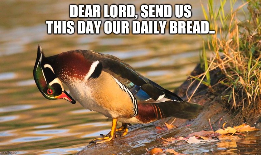 Duck's like bread ok? | DEAR LORD, SEND US THIS DAY OUR DAILY BREAD.. | image tagged in duck praying | made w/ Imgflip meme maker