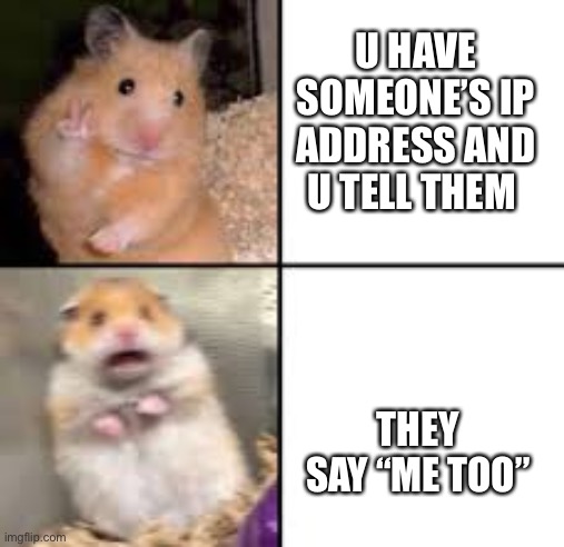 Shit post | U HAVE SOMEONE’S IP ADDRESS AND U TELL THEM; THEY SAY “ME TOO” | image tagged in scared hamster | made w/ Imgflip meme maker