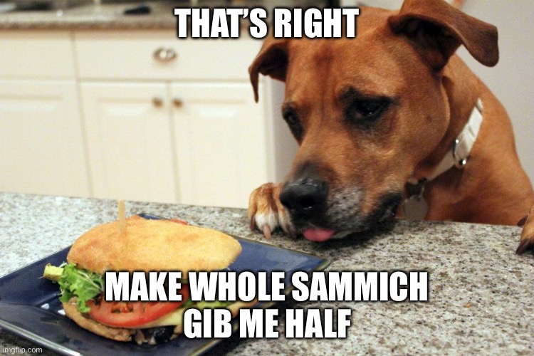 dog eating sandwich | THAT’S RIGHT MAKE WHOLE SAMMICH
GIB ME HALF | image tagged in dog eating sandwich | made w/ Imgflip meme maker