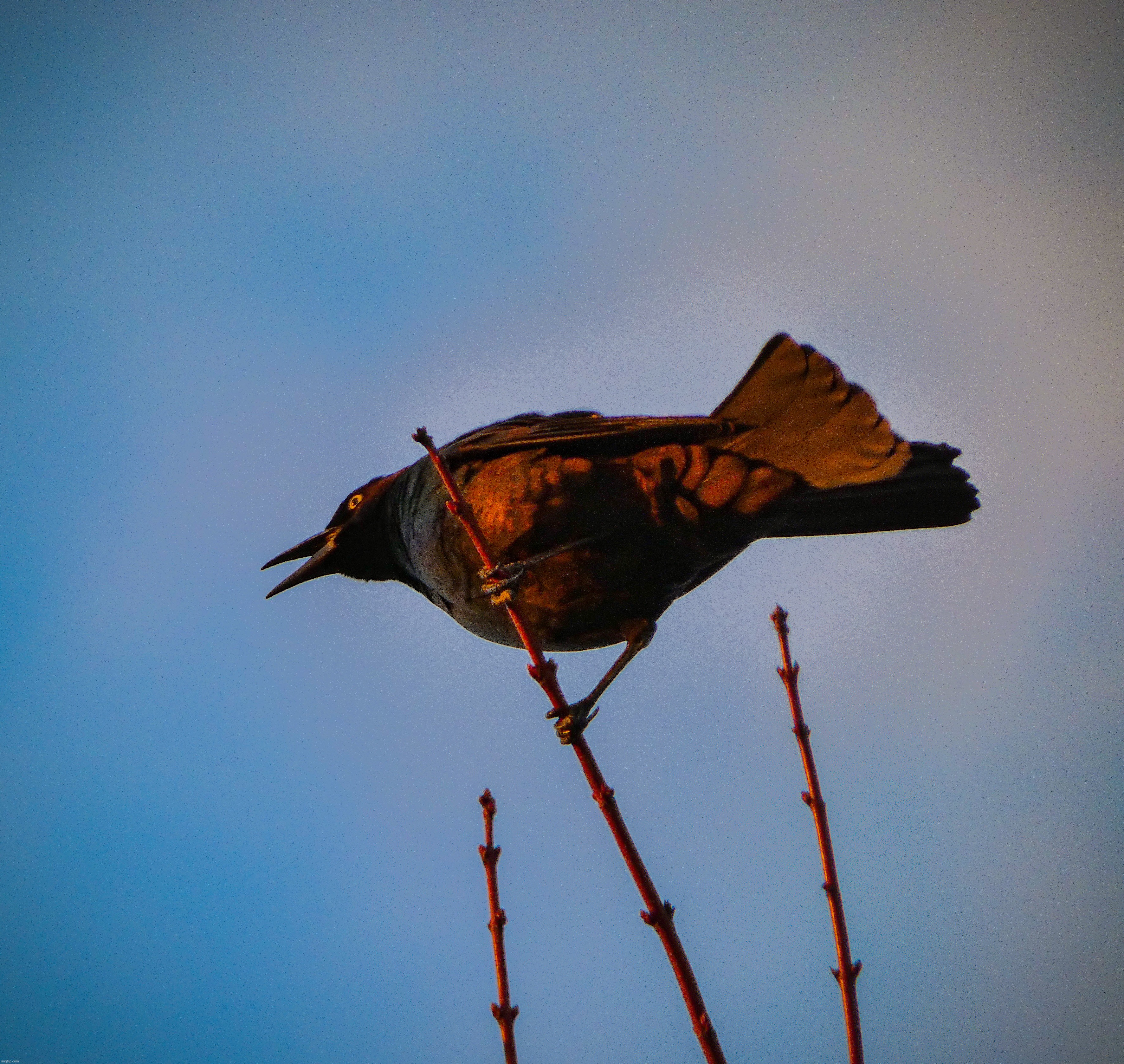 A picture of a grackle high up in a tree that I today | image tagged in share your own photos | made w/ Imgflip meme maker