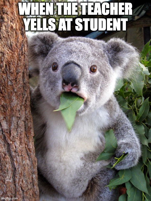 Australian Koala Surprise WTF | WHEN THE TEACHER YELLS AT STUDENT | image tagged in australian koala surprise wtf | made w/ Imgflip meme maker