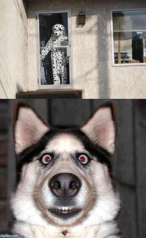 image tagged in scared dog | made w/ Imgflip meme maker