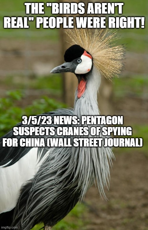 Crane bird  | THE "BIRDS AREN'T REAL" PEOPLE WERE RIGHT! 3/5/23 NEWS: PENTAGON SUSPECTS CRANES OF SPYING FOR CHINA (WALL STREET JOURNAL) | image tagged in crane bird | made w/ Imgflip meme maker