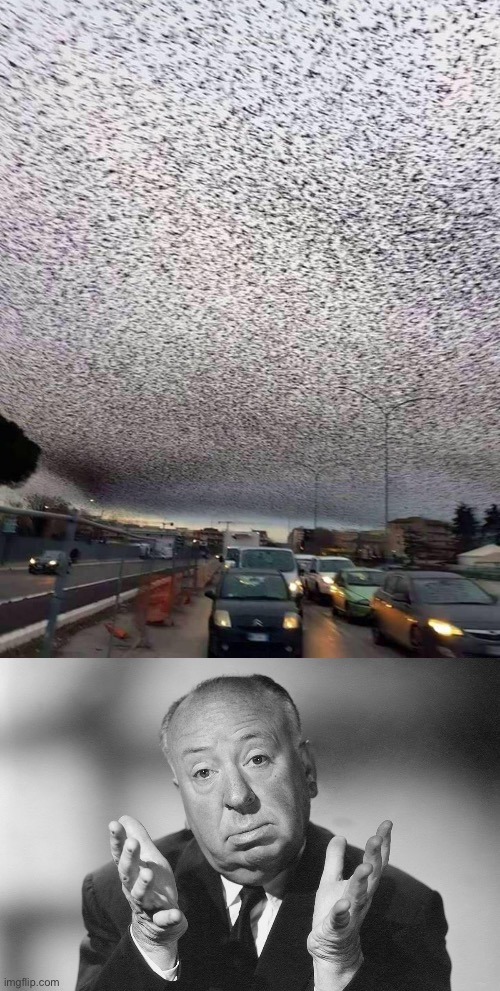 Birds | image tagged in alfred hitchcock,birds,angry birds | made w/ Imgflip meme maker
