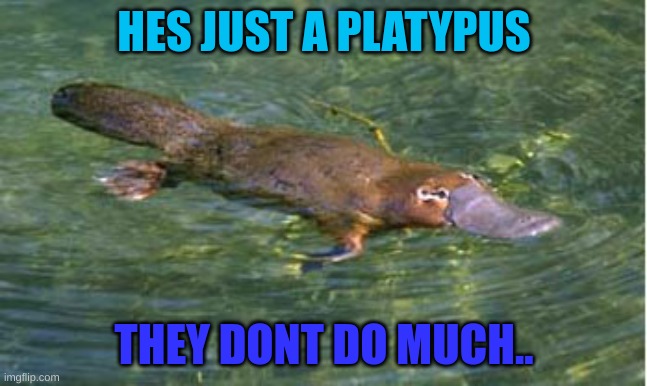 Platypus by Strongly Opinionated Platypus | HES JUST A PLATYPUS THEY DONT DO MUCH.. | image tagged in platypus by strongly opinionated platypus | made w/ Imgflip meme maker