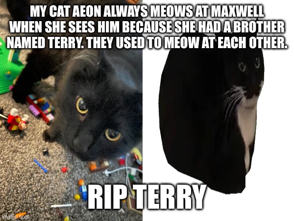 Aeon meme | MY CAT AEON ALWAYS MEOWS AT MAXWELL WHEN SHE SEES HIM BECAUSE SHE HAD A BROTHER NAMED TERRY. THEY USED TO MEOW AT EACH OTHER. RIP TERRY | image tagged in rip terry,maxwell,idk | made w/ Imgflip meme maker