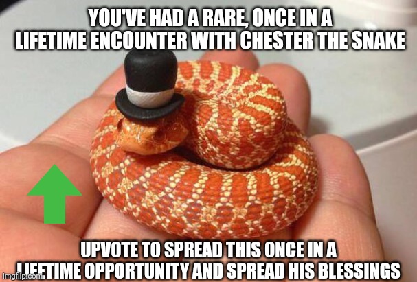 Chester the Blessed Snake | YOU'VE HAD A RARE, ONCE IN A LIFETIME ENCOUNTER WITH CHESTER THE SNAKE; UPVOTE TO SPREAD THIS ONCE IN A LIFETIME OPPORTUNITY AND SPREAD HIS BLESSINGS | image tagged in memes,chester the snake | made w/ Imgflip meme maker