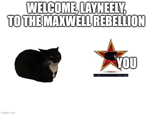 WELCOME, LAYNEELY, TO THE MAXWELL REBELLION YOU | image tagged in cats,warrior cats | made w/ Imgflip meme maker